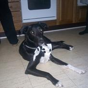 Blanding af racer Loke