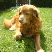 Nova scotia duck tolling retriever Sally (BHs HC)