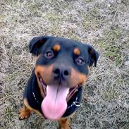 Rottweiler Sille