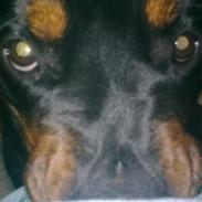 Rottweiler Sille