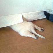 Golden retriever Carlo