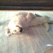 Golden retriever Carlo