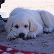 Golden retriever Carlo