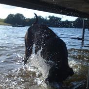 Cane corso Lotus