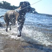 Cane corso Lotus