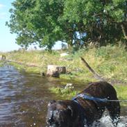 Cane corso Lotus