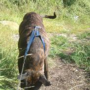 Cane corso Lotus
