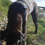 Cane corso Lotus