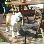 Engelsk bulldog Oskar