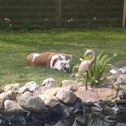 Engelsk bulldog Oskar