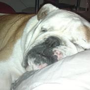 Engelsk bulldog Oskar