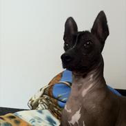 Xoloitzcuintle Miska