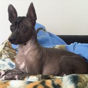 Xoloitzcuintle Miska