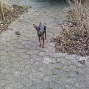 Prazsky krysarik Joey