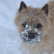 Cairn terrier sofus