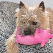 Cairn terrier sofus