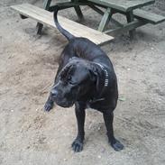 Cane corso Capone