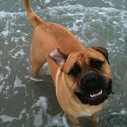 Bullmastiff Boulevard of Fame Hector