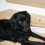 Blanding af racer Sif