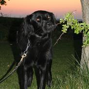 Blanding af racer Sif