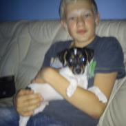 Dansk svensk gaardhund Storm