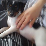 Dansk svensk gaardhund Storm