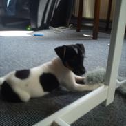 Dansk svensk gaardhund Storm