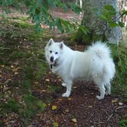 Samojedhund Tilde