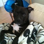 Staffordshire bull terrier Niqo