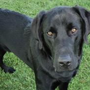 Labrador retriever Rollo<3 (formel 1)