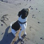 Dansk svensk gaardhund JASON