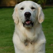 Golden retriever Joey