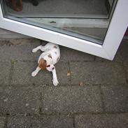 Blanding af racer Plet