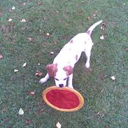 Blanding af racer Plet