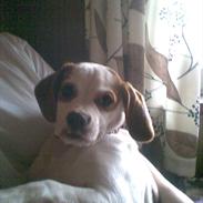 Blanding af racer Plet