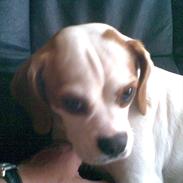 Blanding af racer Plet