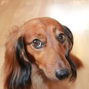 Dværggravhund Buller