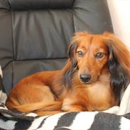 Dværggravhund Buller