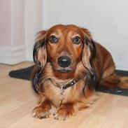 Dværggravhund Buller