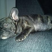 Fransk bulldog Lola