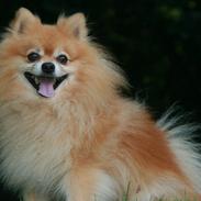 Pomeranian Louie