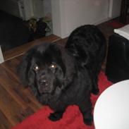 Newfoundlænder Ivan