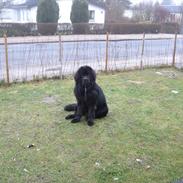 Newfoundlænder Ivan