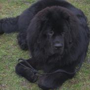 Newfoundlænder Ivan