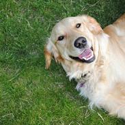 Golden retriever Mille