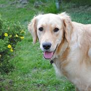 Golden retriever Mille