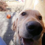 Golden retriever Mille
