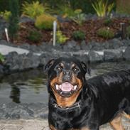Rottweiler Effie Vom Bonzi Star