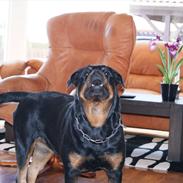 Rottweiler Effie Vom Bonzi Star