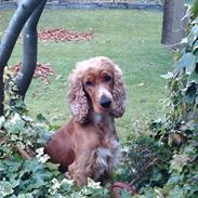 Blanding af racer Sally